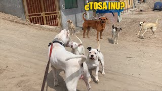 Sacando a pasear a Dogo argentino por las calles  socializando 🐶🐕 [upl. by Tarra]