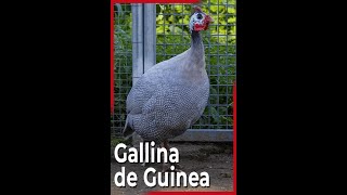 Gallina de Guinea o Pintada Común [upl. by Princess505]