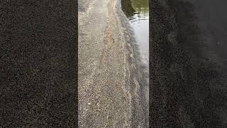 Lake Yellowstone Kayak Camping Wolf Tracks next morning [upl. by Cnahc]