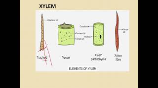 class 9 complex permanent tissues [upl. by Ahsinod35]