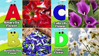 ABC Flowers Song  Alphabet Song  Learn English Alphabets and Flowers abcd [upl. by Xanthus]