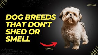 Top 6 Dog Breeds That Dont Shed or Smell  Small Dog Breeds That Dont Shed [upl. by Destinee814]