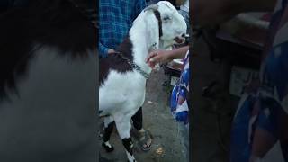 50k ka bakra  bakra bazar Ranchi 2024 minivlog eiduladha bakramandi [upl. by Jennings]