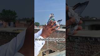 Saharanpuri Kabootar pigeonstatus pigeonvideo arshadidrisi youtubeshorts [upl. by Nicholl]