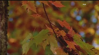 Heres when the leaves will change in north Georgia [upl. by Oirifrop]