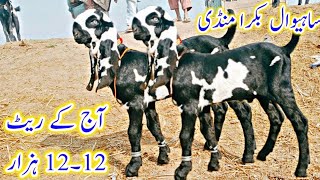 Sahiwal bakra mandi update beetle ambritsari or nagre bache 12 12 hazar Shahzad Shah Official [upl. by Malka]