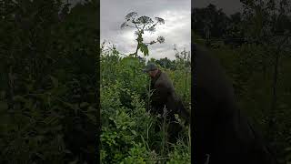 Как избавиться от борщевика  How to get rid of hogweed [upl. by Alvan547]