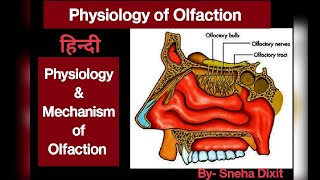 Physiology of Olfaction in Hindi [upl. by Notsle]