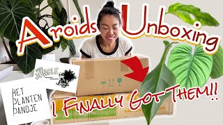 🤑📦UNBOXING RARE AROIDS Philodendron Joepii  sp Columbia  Monstera Obliqua Peru  Store Review [upl. by Seiuqram]