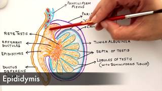 Gross Anatomy and Histology of Testes [upl. by Ihel]