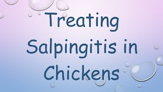 Treating Salpingitis in Chickens [upl. by Dulci]