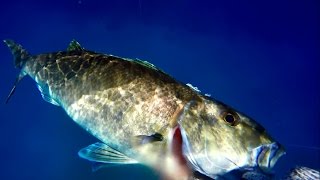 Spearfishing Hawaii Maui  One Up One Down [upl. by Trefor]