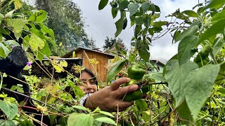 Cosechando los primeros chiles Canarios así es como las conservo para acompañar mis comidas [upl. by May716]