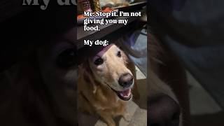 MOM IS THE WEAKEST 🥹 dog dogs doglife doglover goldenretriever cutedog petlover dogshorts [upl. by Drofwarc]