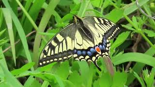 キアゲハ黄揚羽、黄鳳蝶Old World SwallowtailPapilio machaon [upl. by Hayyifas660]