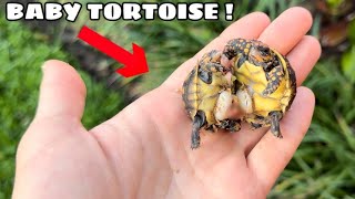 Baby Tortoises Born Stuck Together [upl. by Salina]