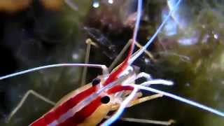 Skunk cleaner shrimp with eggs and a Peppermint Shrimp [upl. by Abibah]