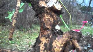 Horseradish dug from garden and replanted [upl. by Aurora]