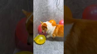 Dog balloon crack challenge part 4 shorts short trending viralshorts respect sad tamil facts [upl. by Kurth]