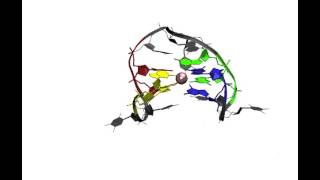 GquadruplexGtriplex transition [upl. by Adnaluoy998]