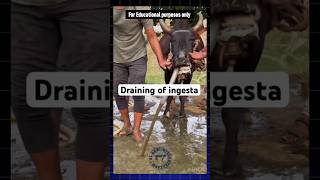 Draining of ingesta treatment cow bhens cattle cattlefarm cowtreatment veterinary vet shorts [upl. by Eiromem]