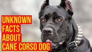 Cane Corso Dog Breed 7 facts Why Is The King For Your Protection [upl. by Phaidra]