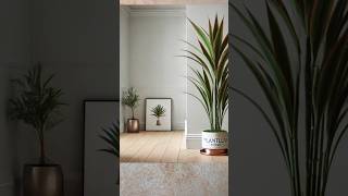 🪴 Tips on Dracena Marginata plant DracaenaMarginata DragonTree IndoorPlants [upl. by Aisemaj]