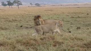 Löwen bei der Paarung 4K  Masai Mara September 2016 [upl. by Leban]