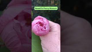 Mystery Solved  Tree Peony [upl. by Siraval]