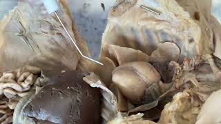 Fetal Pig Dissection Cardiovascular [upl. by Aurore]