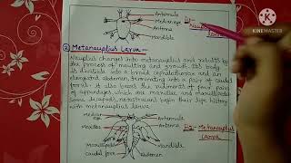 Larval forms of crustaceans  Bsc  Hindi [upl. by Norud]