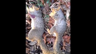 Long Distance 22LR Marlin Mod 60 Squirrel Hunting 160 YARDS [upl. by Spearing75]