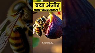 लोग अंजीर को nonvegetarian क्यों बोल रहे हैं By Right to Shiksha [upl. by Nomad122]