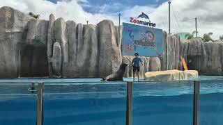 Zoomarine Albufiera seal show October 2024 [upl. by Yluj]