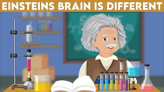 How is Einstein’s Brain Anatomy Different  Complete Guide [upl. by Bradly]