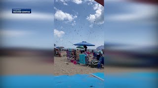 Why did dragonflies swarm New England beach Pollinator expert explains [upl. by Bashuk]