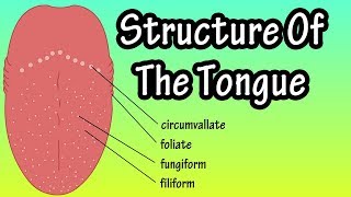 Structure Of The Tongue  Functions Of The Tongue  What Are Taste Buds [upl. by Johen]