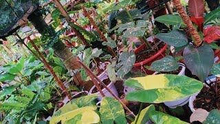 35 SECONDS 10 RARE CALATHEA VARIETIES WOW [upl. by Perl976]