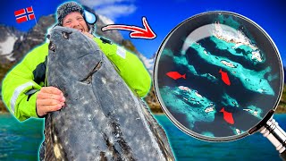 Spin Fishing For GIANT HALIBUT In Crystal Clear Water  Team Galant [upl. by Suiradel694]