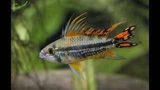 gorgeous Zebra danio Colourful Cockatoo Dwarf Cichlid danios and cichlids [upl. by Pinsky622]