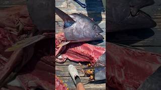 Bigeye heads bigeyetuna tunafishing tuna fyp shortsvideo shortsfeed shorts fishing ocean [upl. by Jehiah906]