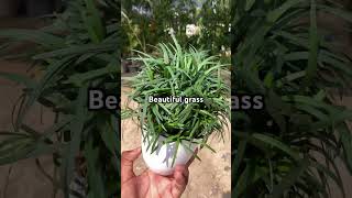 Black grass viralvideo garden ihavethisthingwithplants indoorplants foryou gardening [upl. by Theresina]