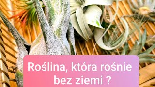 Rośnie bez ziemi i nie wymaga podlewania  Air plants w domu Tillandsia jak o nią zadbać [upl. by Dnalra]