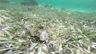 Snorkeling in Mahahual [upl. by Acinoed508]