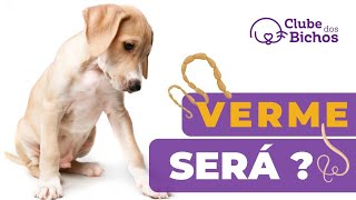 Como saber se o CACHORRO ESTÁ COM VERME  Um Guia [upl. by Aihsia403]