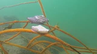 A Minute at the Packery Channel Jetties Corpus Christi Texas [upl. by Einitsed]