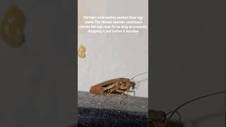 German Cockroach and its ootheca 🪳 shorts [upl. by Keynes931]