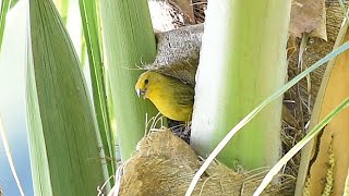 Canários da terra cantando e construindo seu ninho na natureza [upl. by Rawlinson]