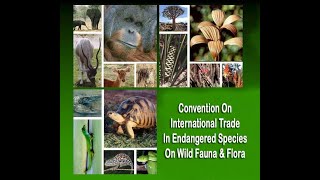 CITESConvention on International Trade in Endangered Species of Wild Fauna and FloraIUCNUNEP [upl. by Mccready]