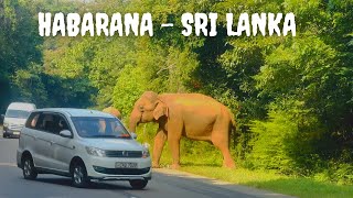 Wild Elephants walking along the Habarana Trincomalee Road  Wild Tuskers  Wild Elephants Habarana [upl. by Artep]